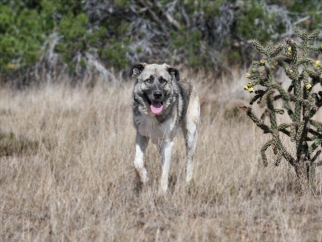 Shelter Stray Male Dog last seen 84/285 / NM 503 SANTA FE NM 87506, 100 Caja Del Rio Rd, Santa Fe, NM 87507, USA