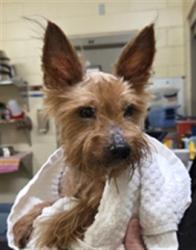 Shelter Stray Male Dog last seen WILTON CIR/SF, 232 Eslinger Way, Sanford, FL 32773, USA