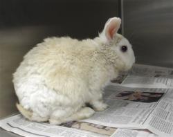 Shelter Stray Male Other last seen , 11361 W Pico Blvd, Los Angeles, CA 90064, USA