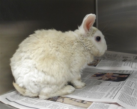 Shelter Stray Male Other last seen , 11361 W Pico Blvd, Los Angeles, CA 90064, USA