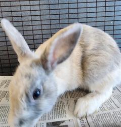 Shelter Stray Male Other last seen , 11361 W Pico Blvd, Los Angeles, CA 90064, USA