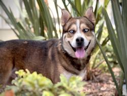 Shelter Stray Male Dog last seen , 957 N Gaffey St, San Pedro, CA 90731, USA