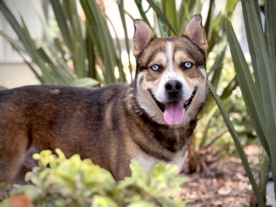 Shelter Stray Male Dog last seen , 957 N Gaffey St, San Pedro, CA 90731, USA
