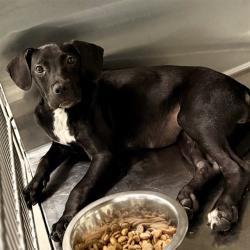 Shelter Stray Female Dog last seen ALTOONA, 12280 County Rd 448, Tavares, FL 32778, USA