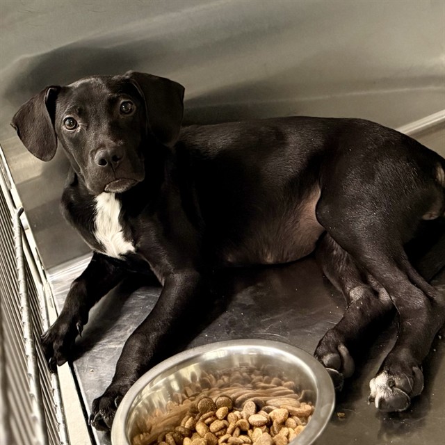 Shelter Stray Female Dog last seen ALTOONA, 12280 County Rd 448, Tavares, FL 32778, USA