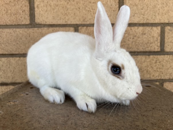 Shelter Stray Female Other last seen , 3201 Lacy St, Los Angeles, CA 90031, USA
