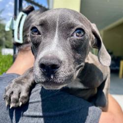 Shelter Stray Female Dog last seen CR 450A, UMATILLA, 12280 County Rd 448, Tavares, FL 32778, USA