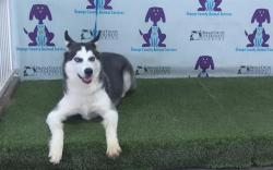Shelter Stray Male Dog last seen , 2769 Conroy Rd, Orlando, FL 32839, USA
