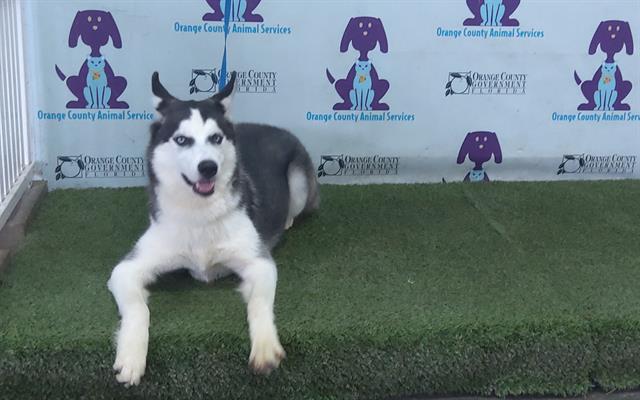 Shelter Stray Male Dog last seen , 2769 Conroy Rd, Orlando, FL 32839, USA