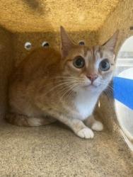 Shelter Stray Female Cat last seen HAW RIVER, 221 Stone Quarry Rd, Burlington, NC 27217, USA
