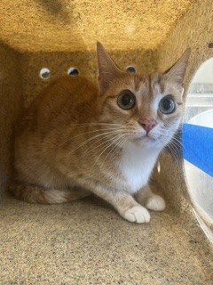Shelter Stray Female Cat last seen HAW RIVER, 221 Stone Quarry Rd, Burlington, NC 27217, USA