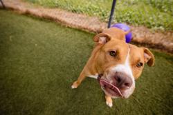 Shelter Stray Male Dog last seen , 2769 Conroy Rd, Orlando, FL 32839, USA