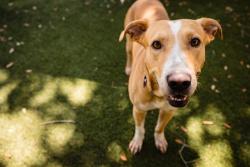 Shelter Stray Male Dog last seen , 2769 Conroy Rd, Orlando, FL 32839, USA