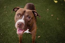 Shelter Stray Male Dog last seen , 2769 Conroy Rd, Orlando, FL 32839, USA
