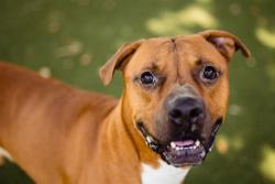 Shelter Stray Male Dog last seen , 2769 Conroy Rd, Orlando, FL 32839, USA