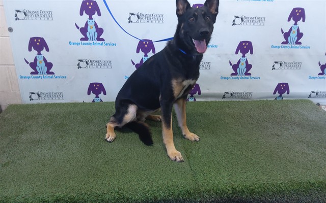 Shelter Stray Female Dog last seen , 2769 Conroy Rd, Orlando, FL 32839, USA