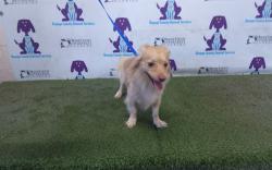 Shelter Stray Male Dog last seen , 2769 Conroy Rd, Orlando, FL 32839, USA