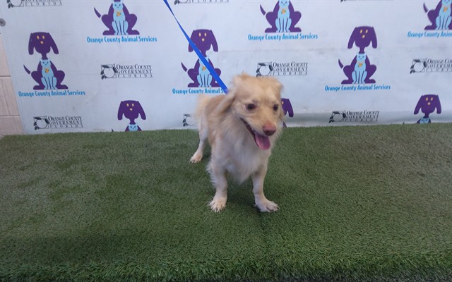 Shelter Stray Male Dog last seen , 2769 Conroy Rd, Orlando, FL 32839, USA