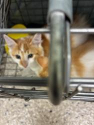 Shelter Stray Female Cat last seen Near BLOCK KRAMERIA ST, 12155 Park Blvd, Brighton, CO 80601, USA