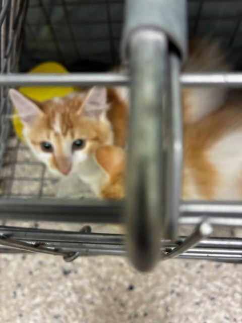 Shelter Stray Female Cat last seen Near BLOCK KRAMERIA ST, 12155 Park Blvd, Brighton, CO 80601, USA