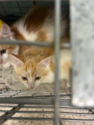 Shelter Stray Female Cat last seen Near BLOCK KRAMERIA ST, 12155 Park Blvd, Brighton, CO 80601, USA