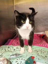 Shelter Stray Male Cat last seen Near BLOCK S JERUSALEM PL, 4522 W 3500 S, West Valley City, UT 84120, USA