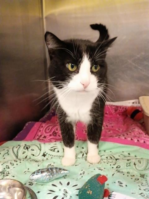 Shelter Stray Male Cat last seen Near BLOCK S JERUSALEM PL, 4522 W 3500 S, West Valley City, UT 84120, USA