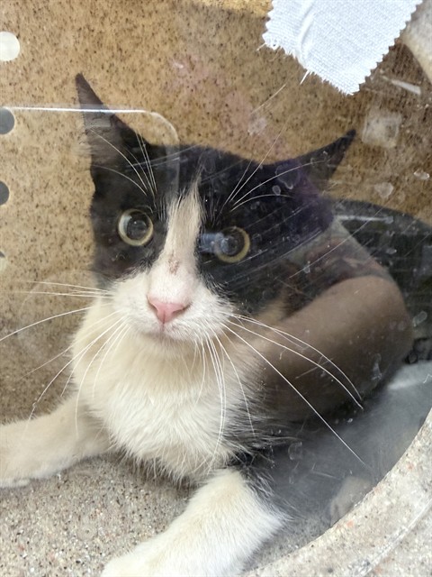 Shelter Stray Female Cat last seen Near BLOCK STEARNS ST, RIVERSIDE CA 92504, 6851 Van Buren Boulevard, Jurupa Valley, CA 92509, USA