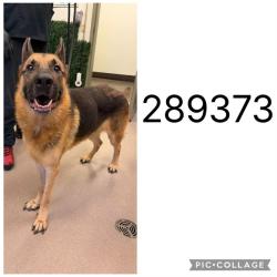 Shelter Stray Male Dog last seen PINSON ST, 4214 Fulton Mill Rd, Macon, GA 31216, USA
