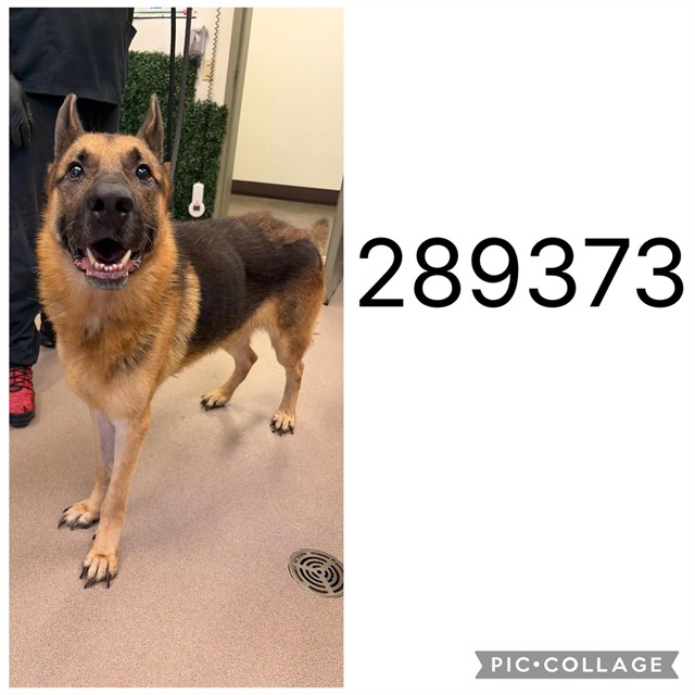 Shelter Stray Male Dog last seen PINSON ST, 4214 Fulton Mill Rd, Macon, GA 31216, USA