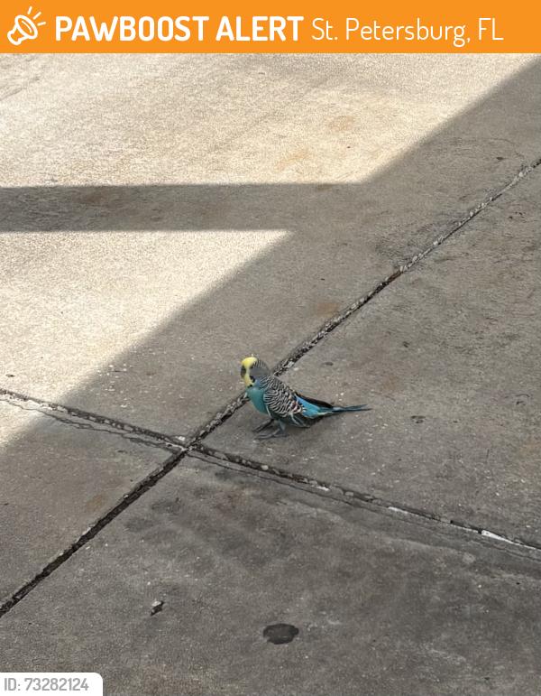 Found/Stray Unknown Bird last seen Northeast High, St. Petersburg, FL 33714