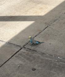 Found/Stray Unknown Bird last seen Northeast High, St. Petersburg, FL 33714
