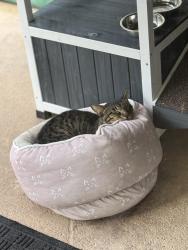 Lost Male Cat last seen Big blue, Wellington, FL 33414