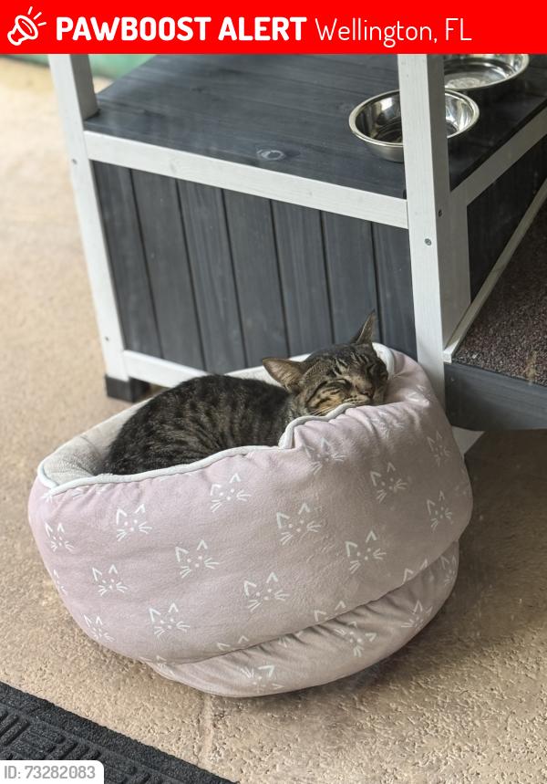 Lost Male Cat last seen Big blue, Wellington, FL 33414