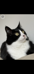 Lost Female Cat last seen Las Virgenes Rd. and Thousand Oaks Blvd., Calabasas, CA 91302