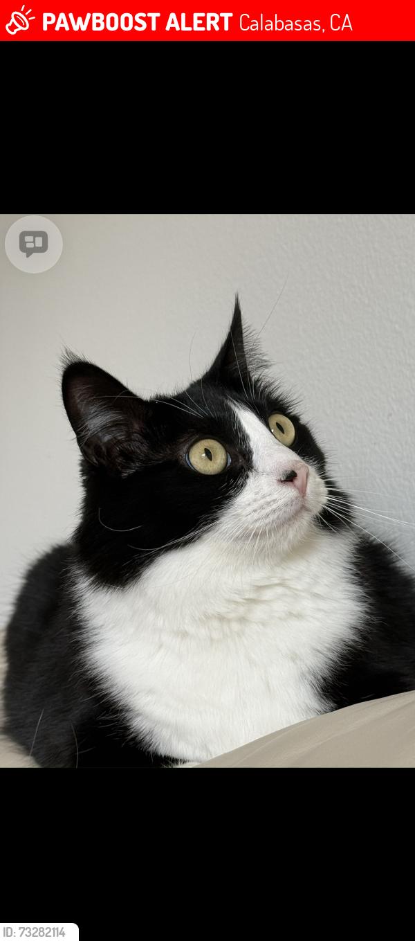 Lost Female Cat last seen Las Virgenes Rd. and Thousand Oaks Blvd., Calabasas, CA 91302
