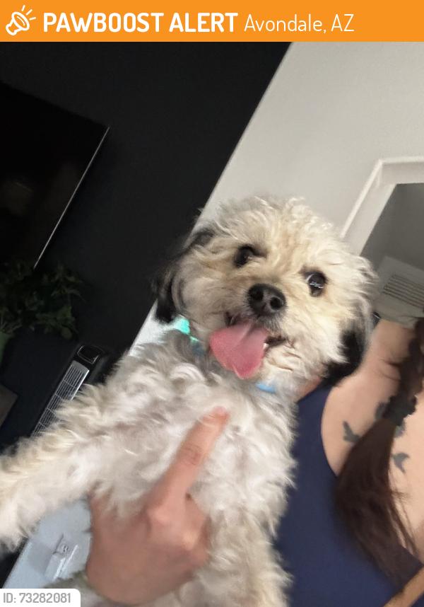 Found/Stray Female Dog last seen 125th coldwater springs, Avondale, AZ 85323