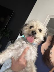 Found/Stray Female Dog last seen 125th coldwater springs, Avondale, AZ 85323