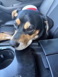 Found/Stray Male Dog last seen County line road 401 in old river tx, Dayton, TX 77535