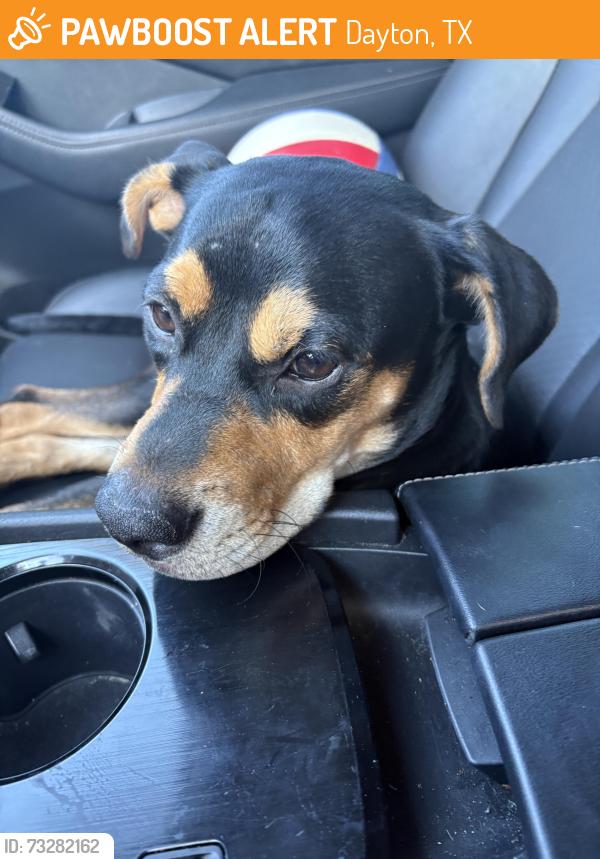 Found/Stray Male Dog last seen County line road 401 in old river tx, Dayton, TX 77535