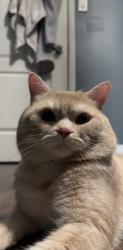 Reunited Male Cat last seen Jolliffe Ave and Goreway Dr, Mississauga, ON 