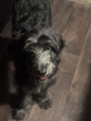 Found/Stray Unknown Dog last seen Milton and Purnell, Lewisville, TX 75057