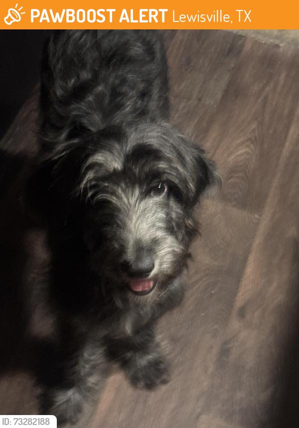 Found/Stray Unknown Dog last seen Milton and Purnell, Lewisville, TX 75057