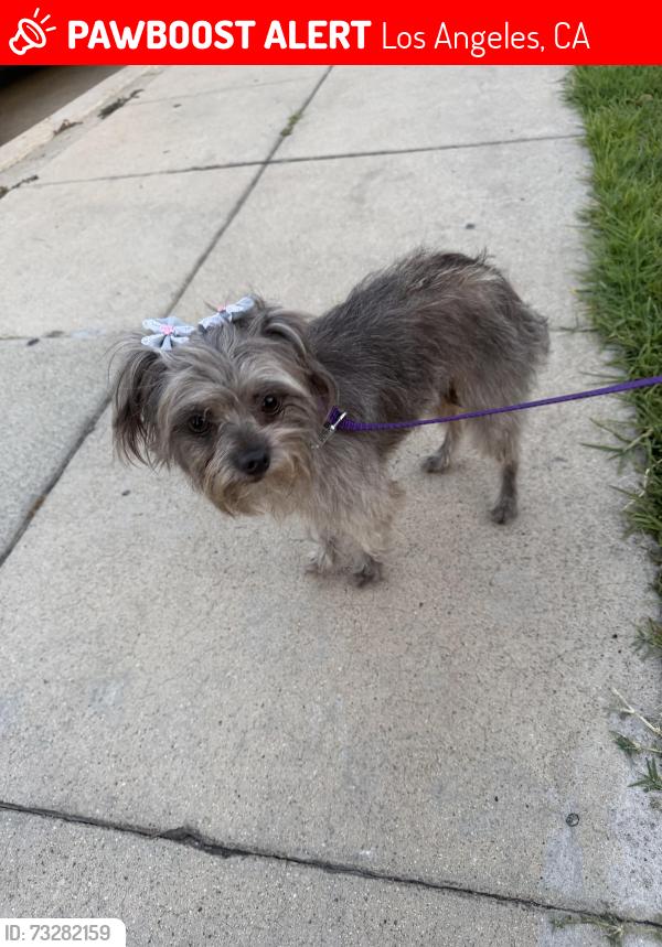 Lost Female Dog last seen Found on Gage/ Central, Los Angeles, CA 90001