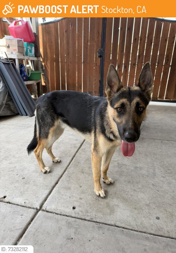 Found/Stray Male Dog last seen Rivermont dr & Waterbury dr, Stockton, CA 95209