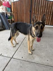 Found/Stray Male Dog last seen Rivermont dr & Waterbury dr, Stockton, CA 95209