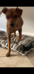 Found/Stray Male Dog last seen 95th ave & McDowell rd, Phoenix, AZ 85037