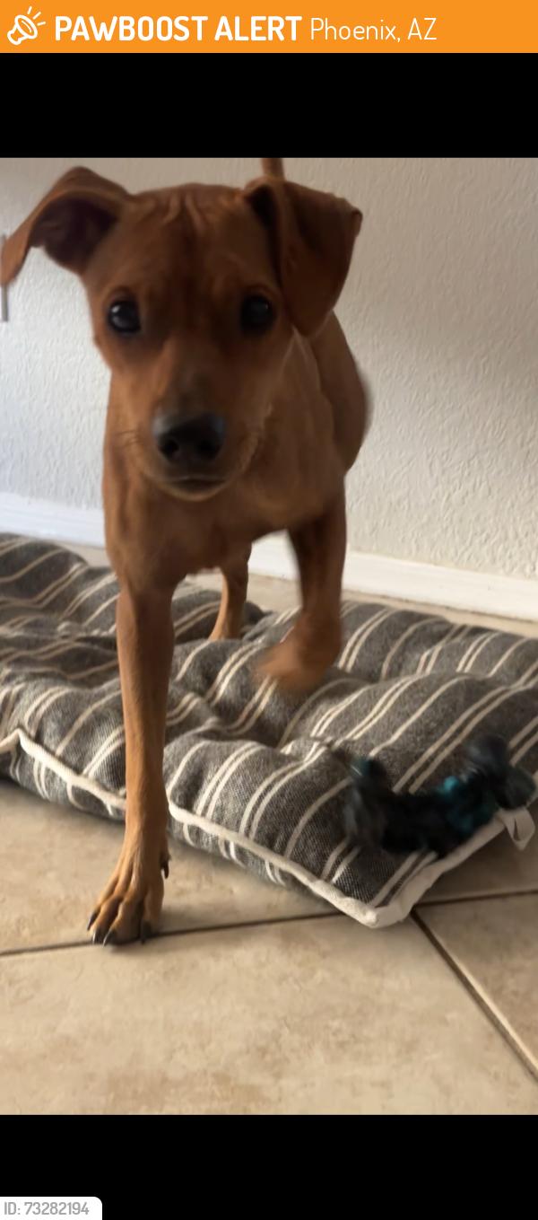 Found/Stray Male Dog last seen 95th ave & McDowell rd, Phoenix, AZ 85037