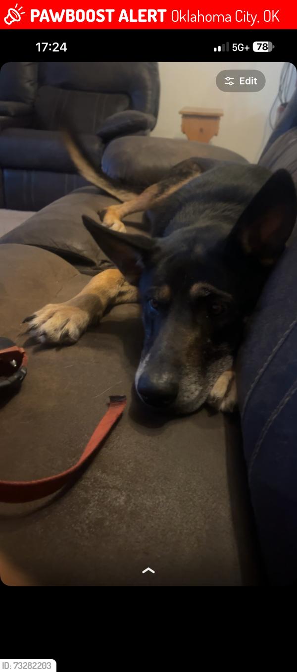 Lost Male Dog last seen 44th and luther rd, Oklahoma City, OK 74857