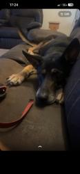 Lost Male Dog last seen 44th and luther rd, Oklahoma City, OK 74857
